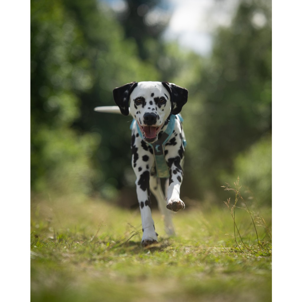 Non-stop Dogwear Postroj Trekking line harness CLIP'N™ - světle modrá