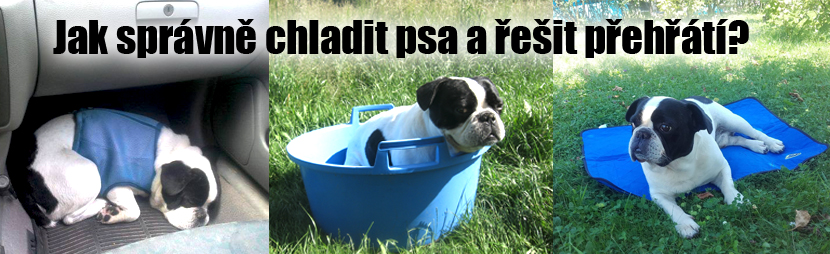 Jak správně chladit psa a řešit přehřátí?